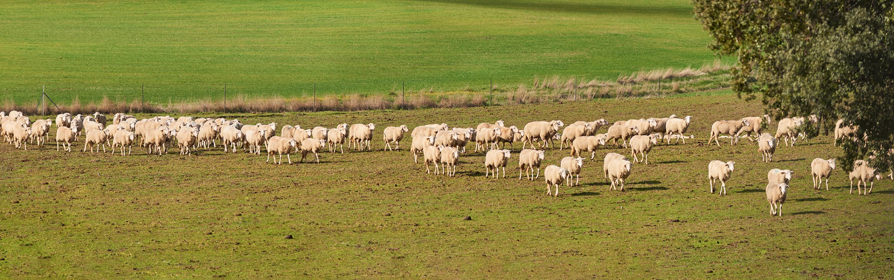 Cordero ecológico